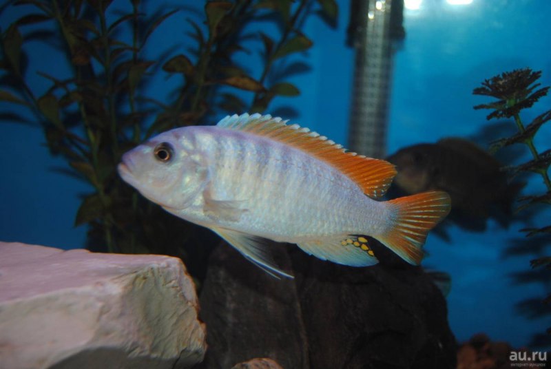 Цихлида Димидиохромис