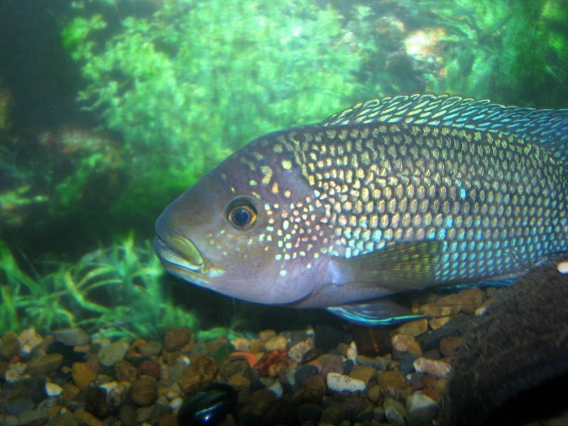 Псевдотрофеус Демасони самка