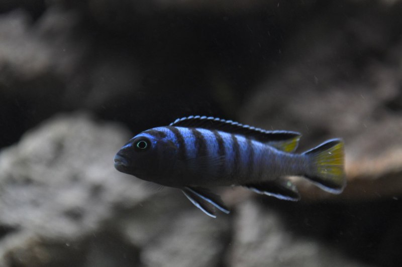 Псевдотрофеус айс Блю