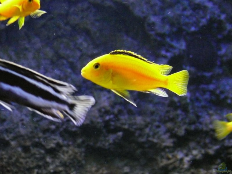 Цихлазома Ломбардо