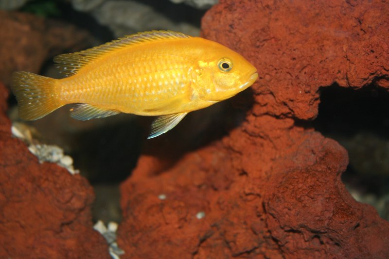 Цихлиды Псевдотрофеус Саулози