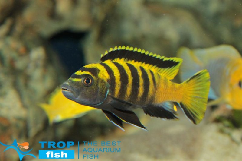 Цихлиды Еллоу