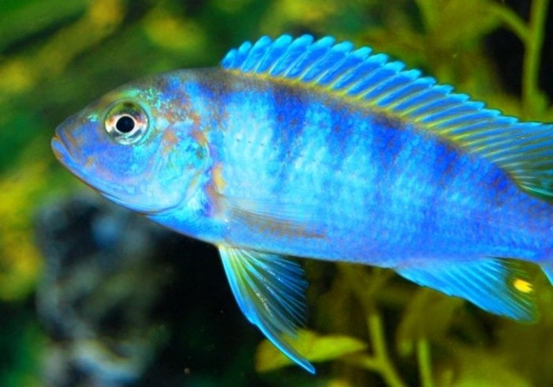 Псевдотрофеус Ломбардо самец