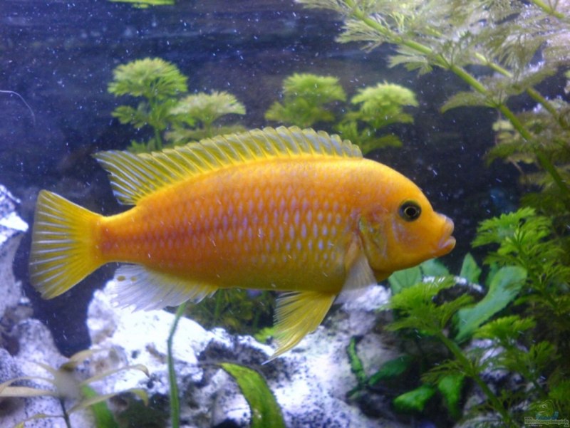Цихлида Псевдотрофеус Ломбардо