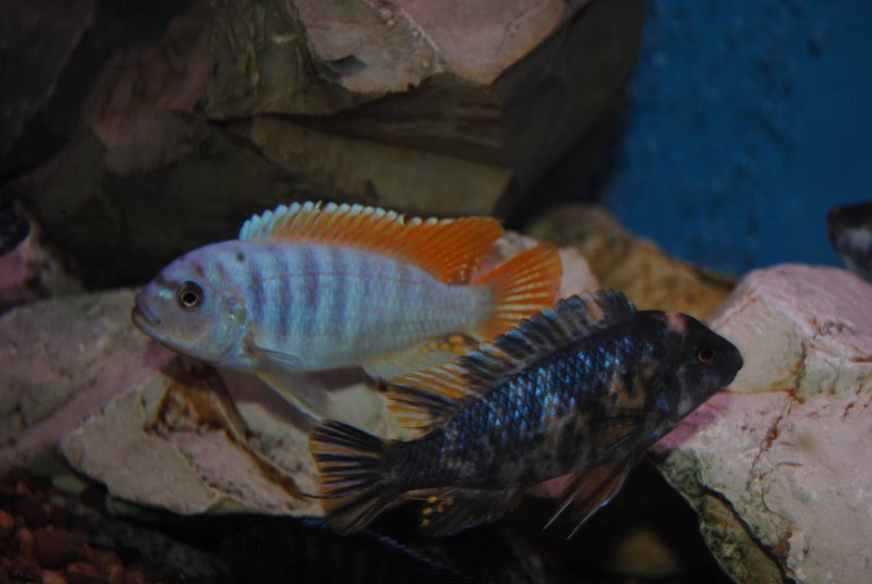 Цихлида Дельфин голубой