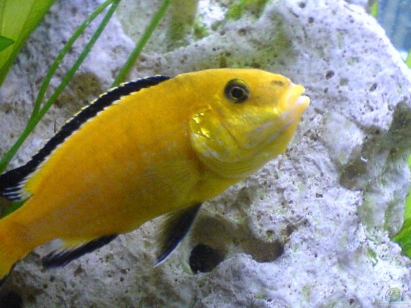 Рыбка Псевдотрофеус Ломбардо