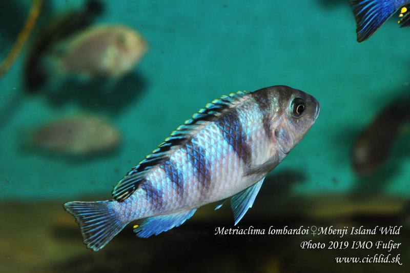 Малавийские цихлиды Мбуна