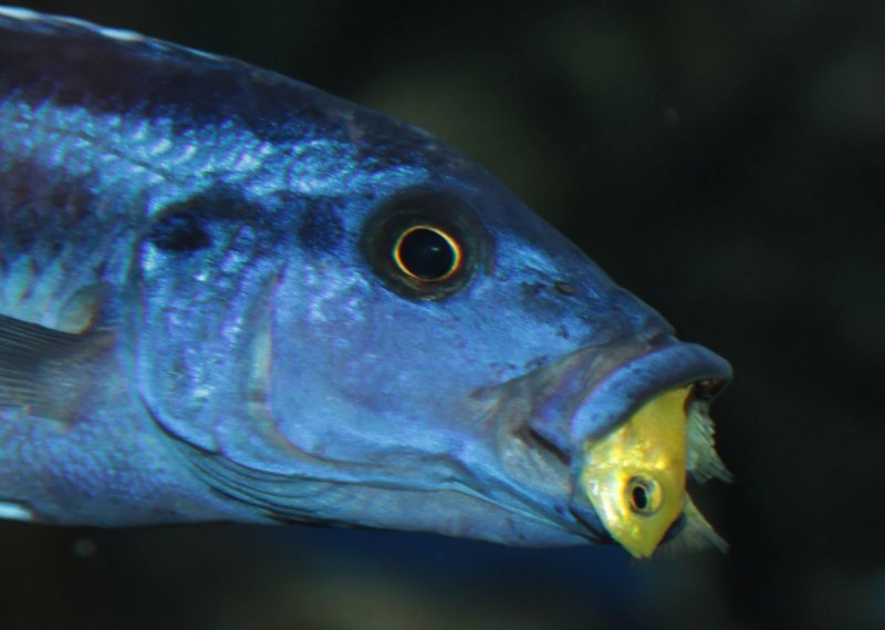 Рыбка Псевдотрофеус флавус