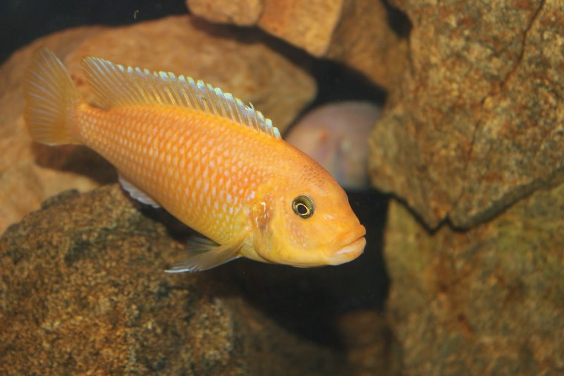 Рыбка Псевдотрофеус Зебра