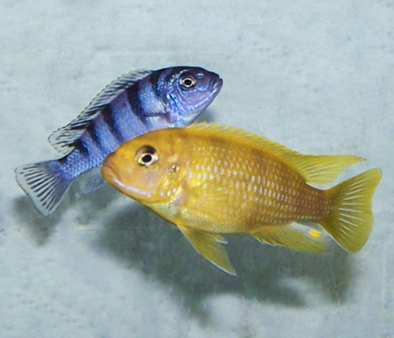 Псевдотрофеус Ломбардо