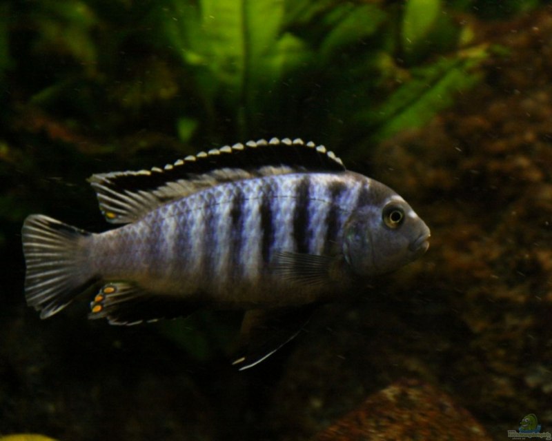 Метриаклима Ломбардо