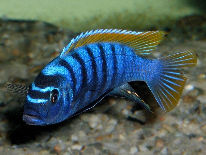 Рыбка Псевдотрофеус элонгатус