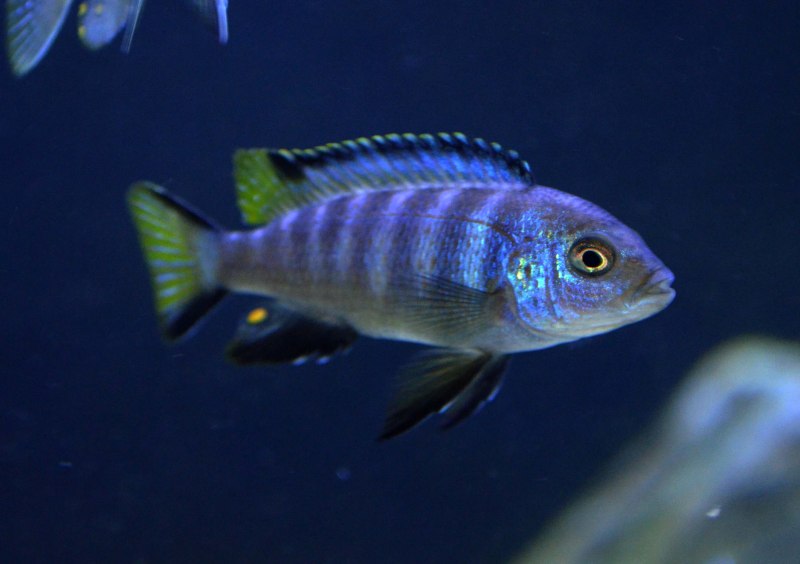 Вздутие Малави у цихлиды