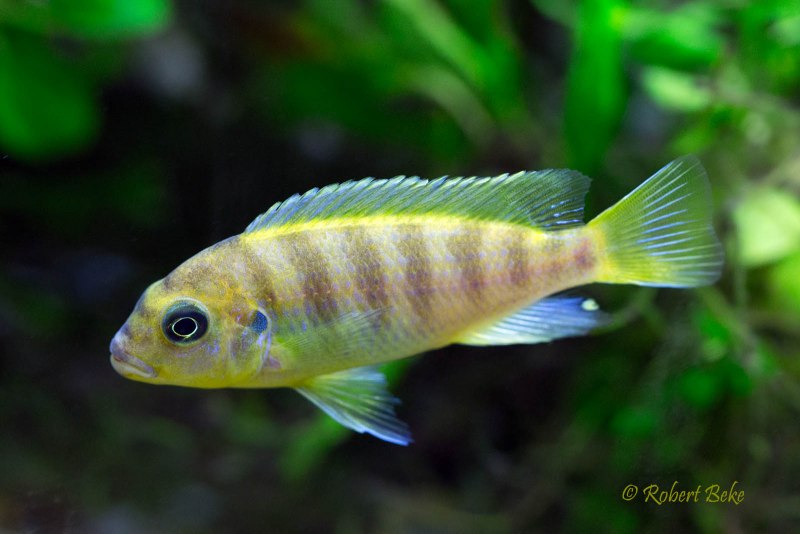 Аулонокара Кайзер