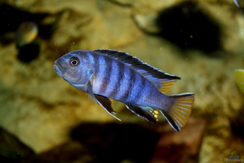 Рыбка Псевдотрофеус Ломбардо