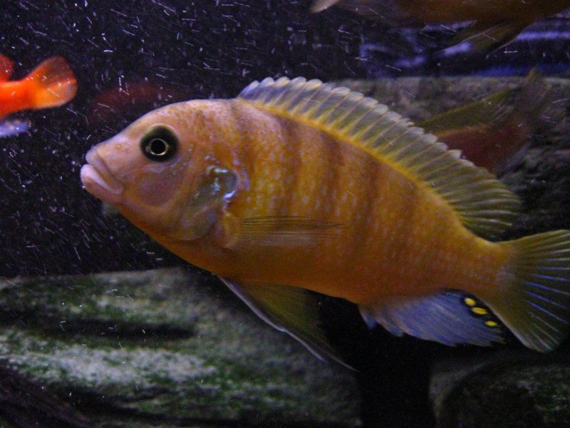 Аквариумная рыбка лампрологус