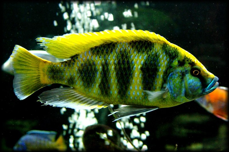 Псевдотрофеус элонгатус Мпанга