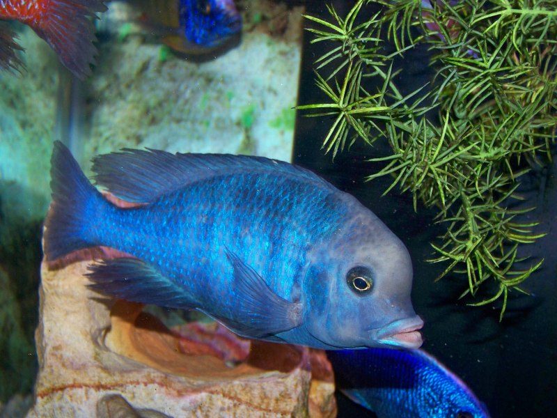 Цихлида Меланохромис ауратус золотой