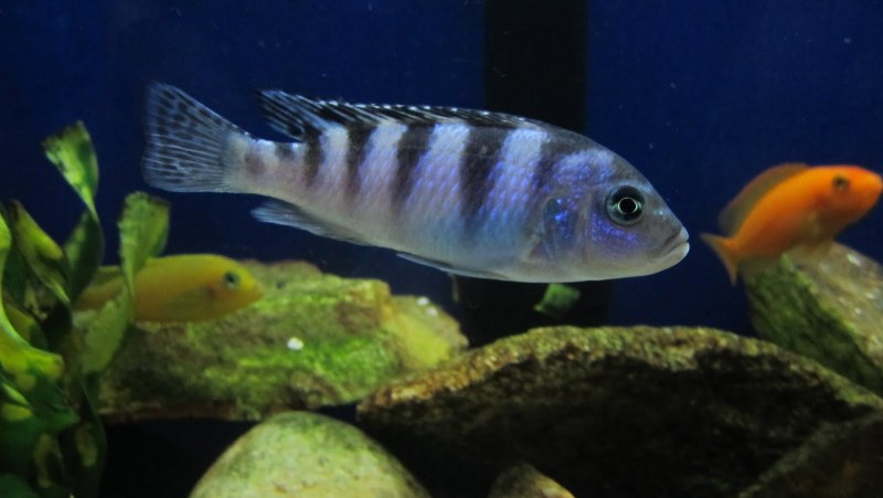 Псевдотрофеус Ломбардо самец