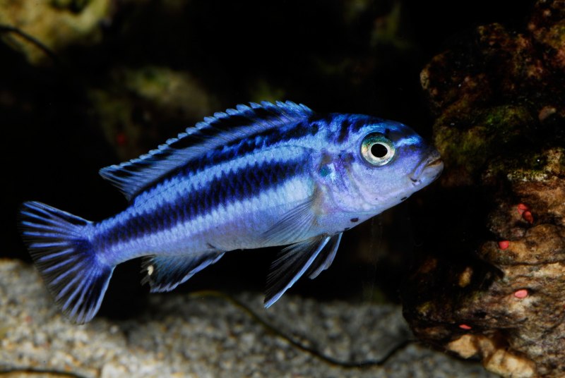 Цихлиды Псевдотрофеус Зебра