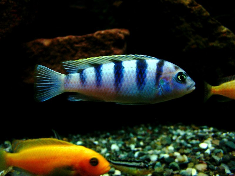 Псевдотрофеус Ломбардо