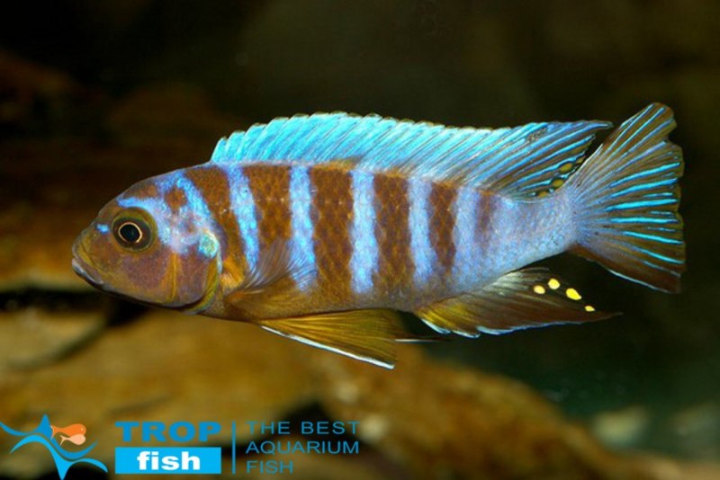 Рыбка Псевдотрофеус Ломбардо