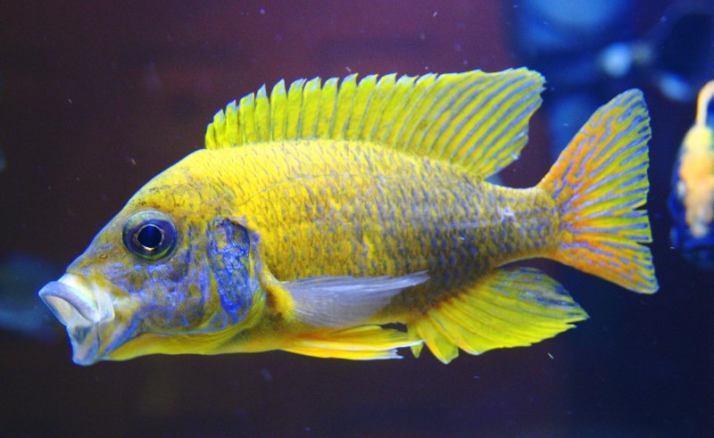 Псевдотрофеус Малави 6