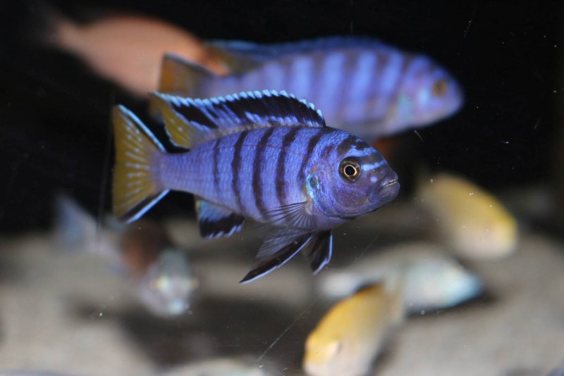 Псевдотрофеус Пиндани