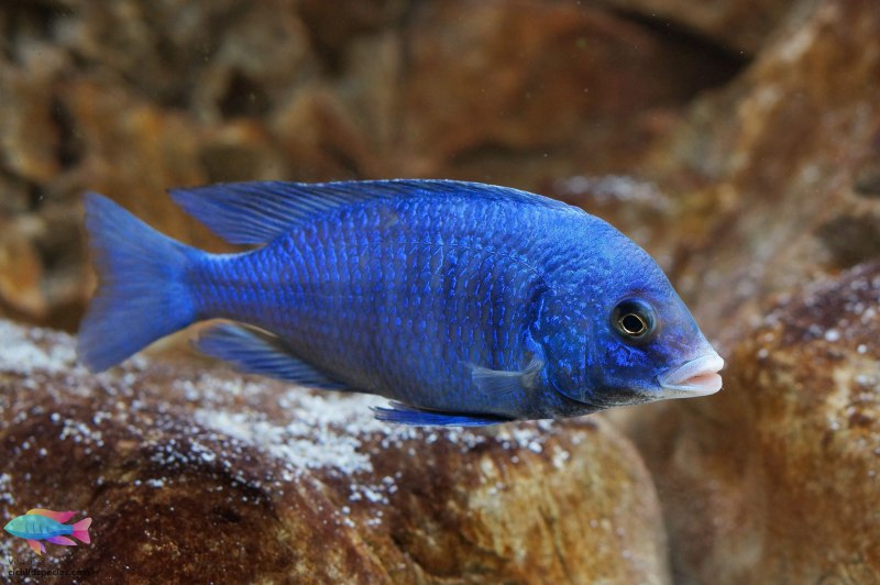 Cyphotilapia Frontosa