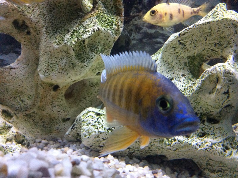 Рыбки цихлиды Еллоу