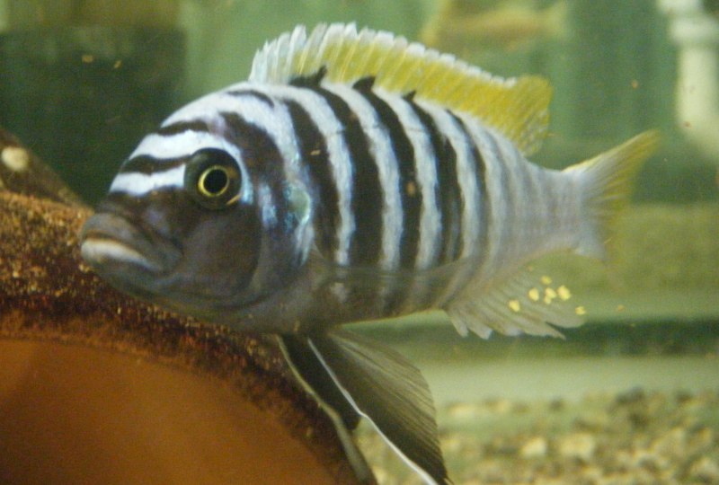 Цихлиды Псевдотрофеус Зебра