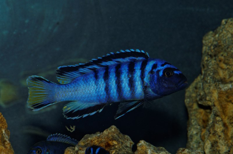 Рыбка Лабидохромис Еллоу