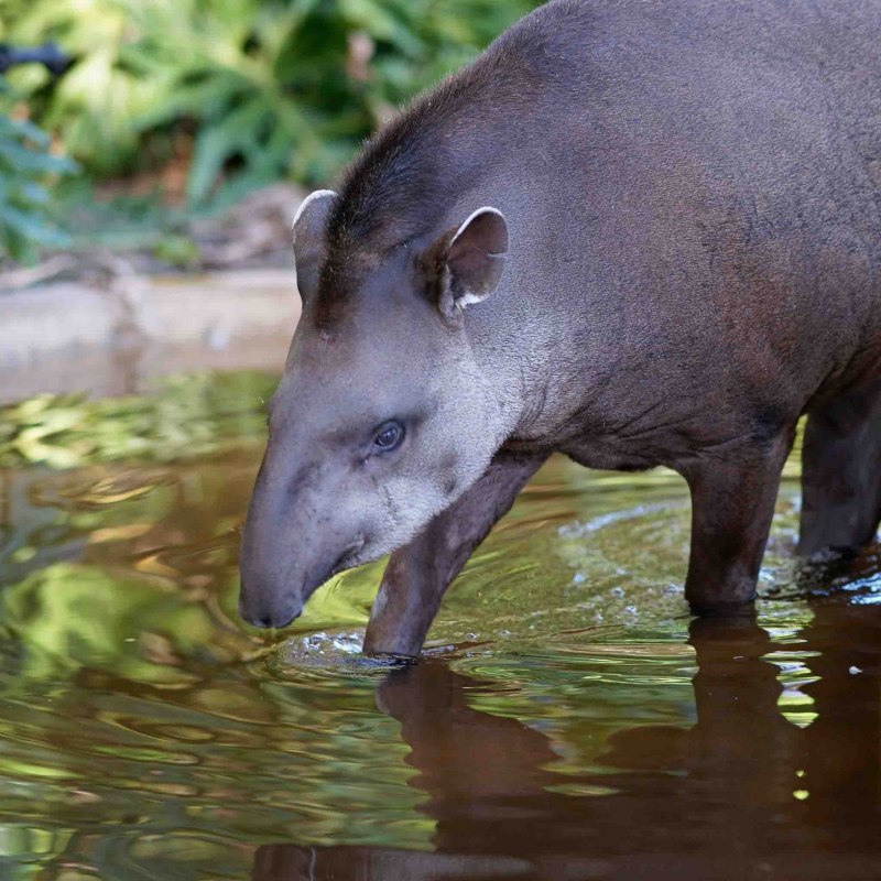 Тапир в Южной Америке