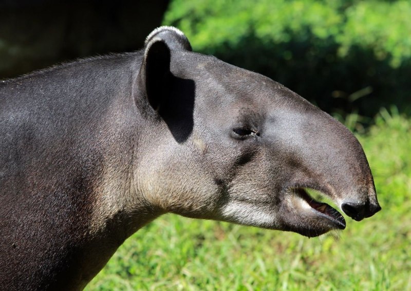 Белобрюхий тапир