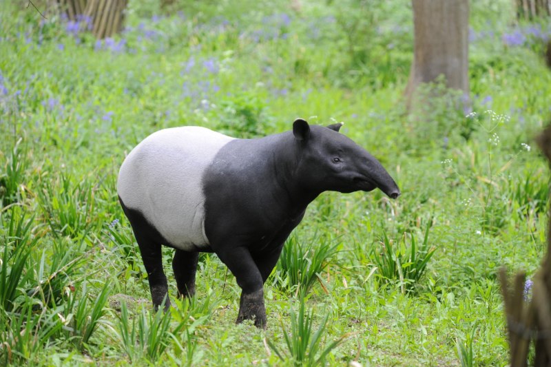 Чепрачный тапир