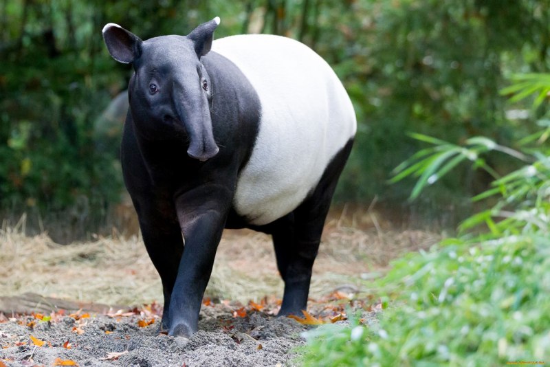 Чепрачный тапир (Tapirus indicus