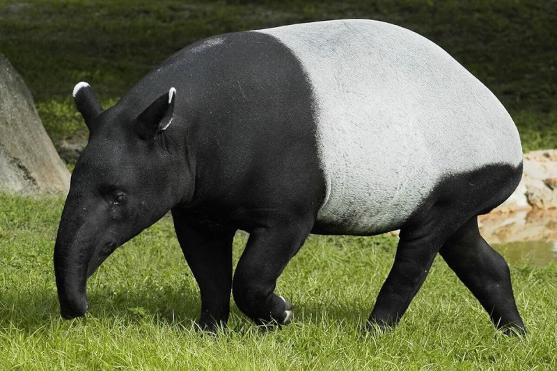 Непарнокопытные тапиры