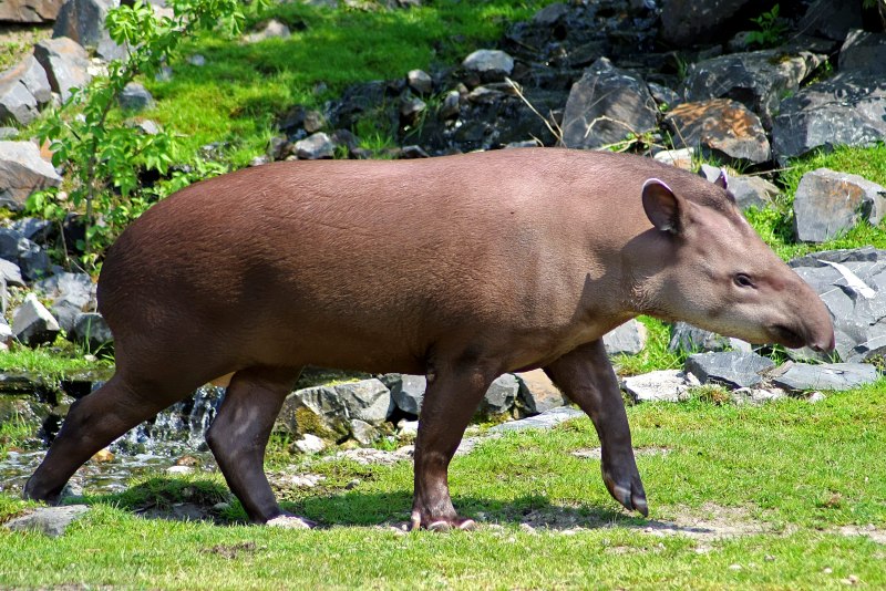 Равнинный тапир (Tapirus terrestris)