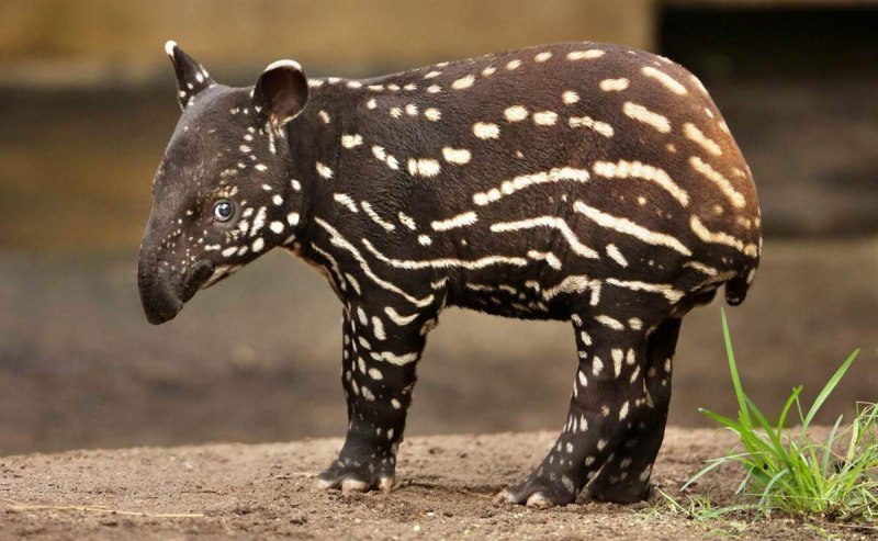 Полосатый тапир