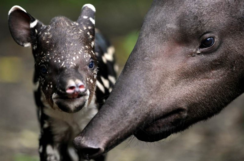 Андский тапир