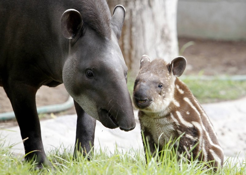Тапир в Московском зоопарке