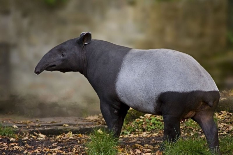 Ареал чепрачного тапира