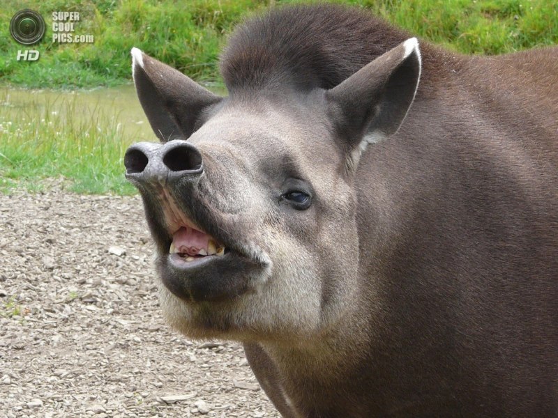 Тапир в Южной Америке