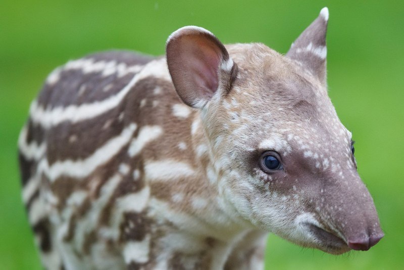 Тапир плавает