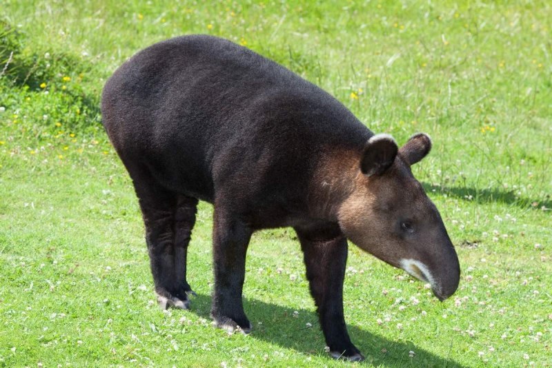 Горный тапир (Tapirus pinchaque)