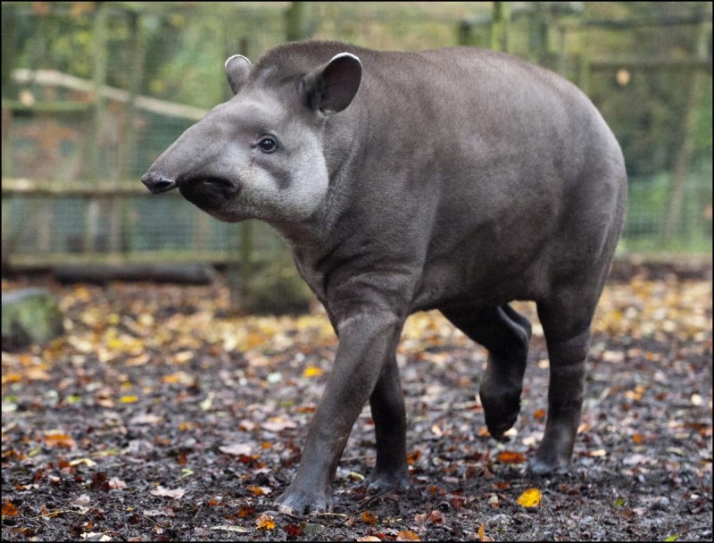 Горный тапир (Tapirus pinchaque)