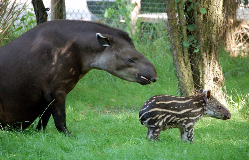 Горный тапир детеныш