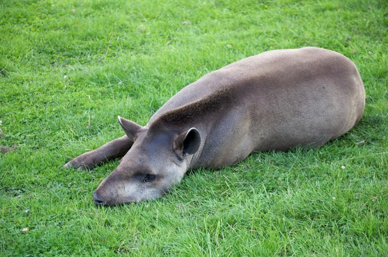 Тапир в Южной Америке