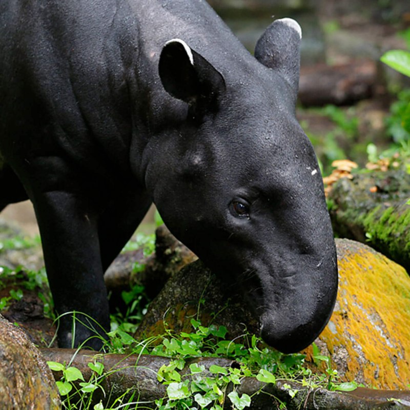 Тапир в Южной Америке