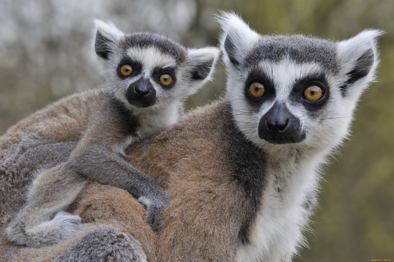 Кошачий лемур катта